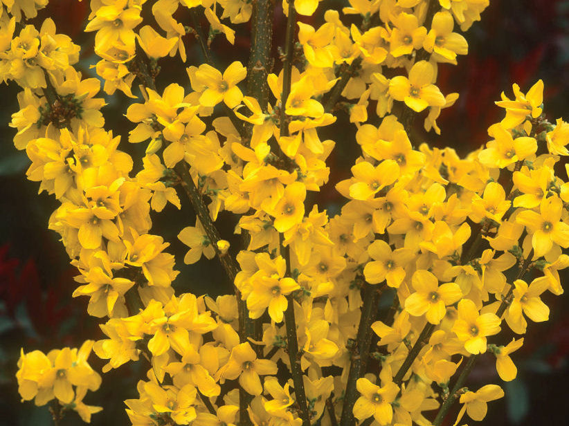 Show Off® Forsythia (Forsythia x intermedia 'Mindor') - 3 gallon 24"