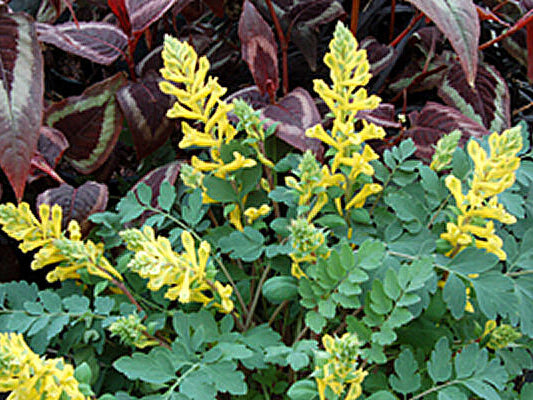 Canary Feathers® Fumewort (Corydalis canary 'Canary Feathers') - 1 gallon