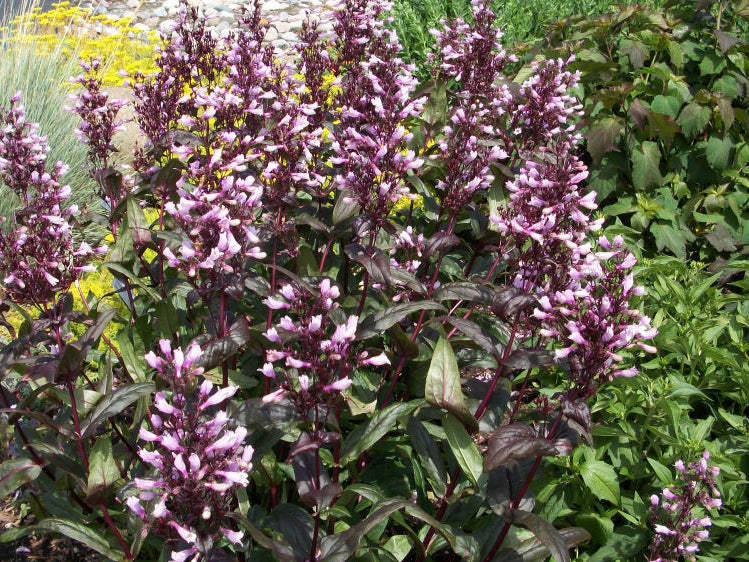 Dark Towers Beard Tongue (Penstemon x 'Dark Towers') - 1 gallon
