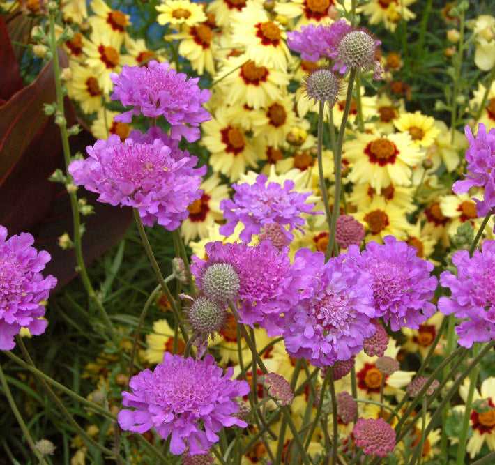Violet Blue Pincushion Flower (Scabiosa vivid 'Vivid Violet') - 1 gallon