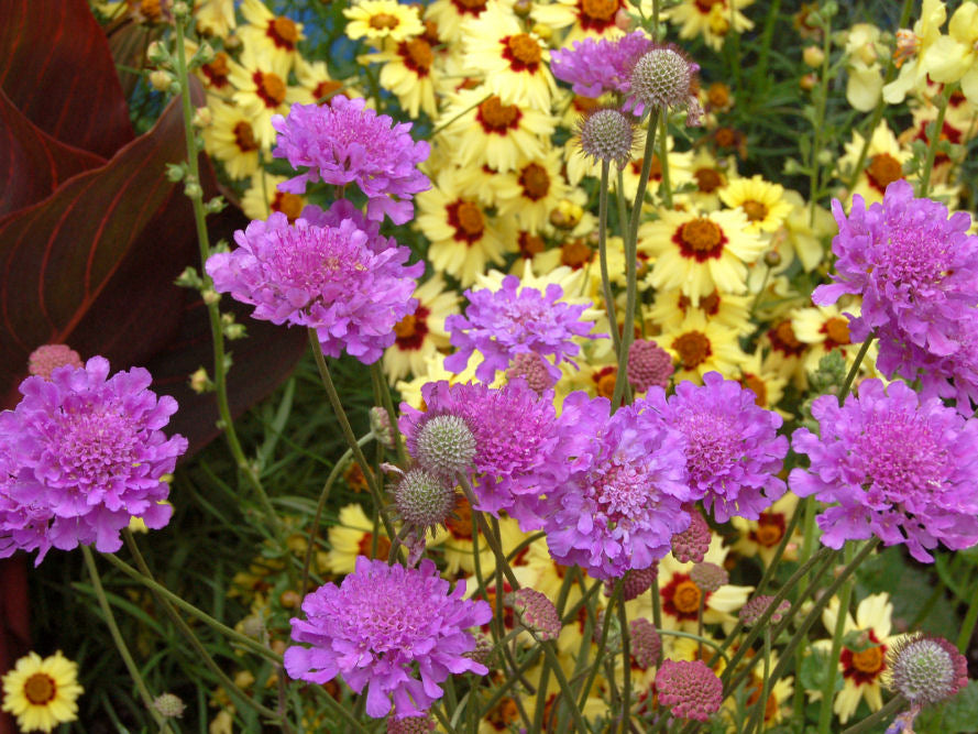 Violet Blue Pincushion Flower (Scabiosa vivid 'Vivid Violet') - 1 gallon