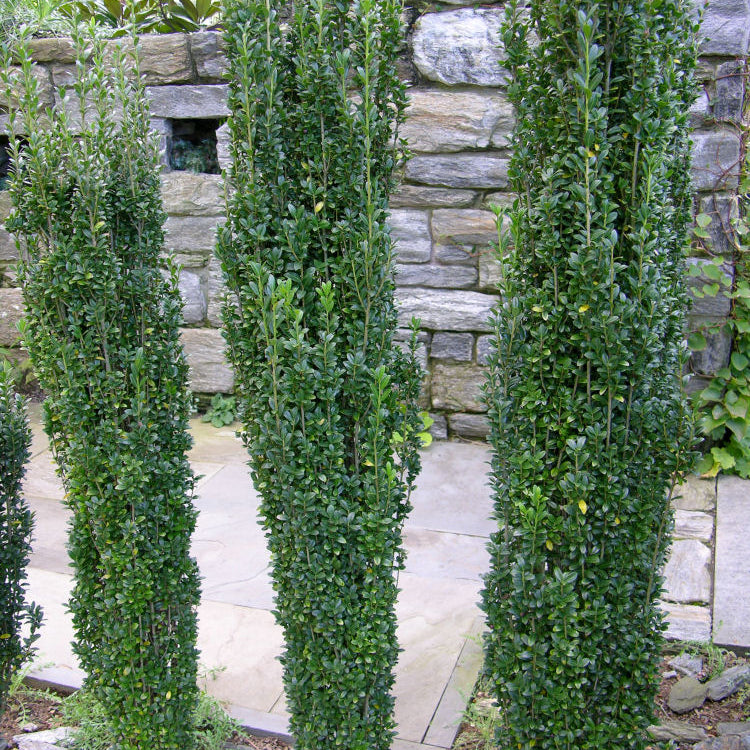 Sky Pencil Holly (Ilex crenata 'Sky Pencil') - 3 gallon 24"