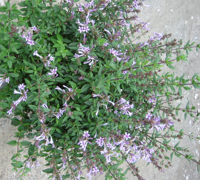 Baby Lilac Shrub (Leptodermis oblonga) - 2 gallon 10"