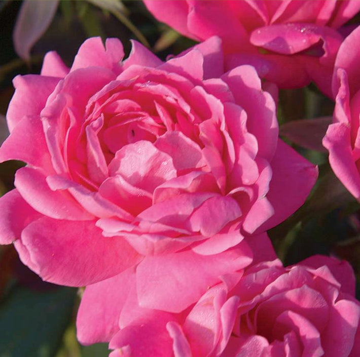 Double Pink Knock Out® Rose (Rosa K.O 'Radtkopink') - QT