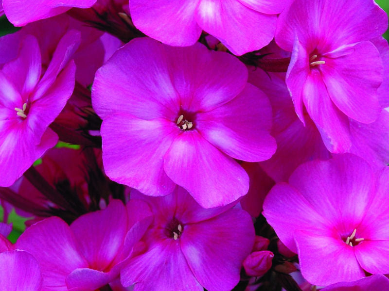 Bubblegum Pink™ Phlox (Phlox paniculata 'Ditomfra') - 1 gallon