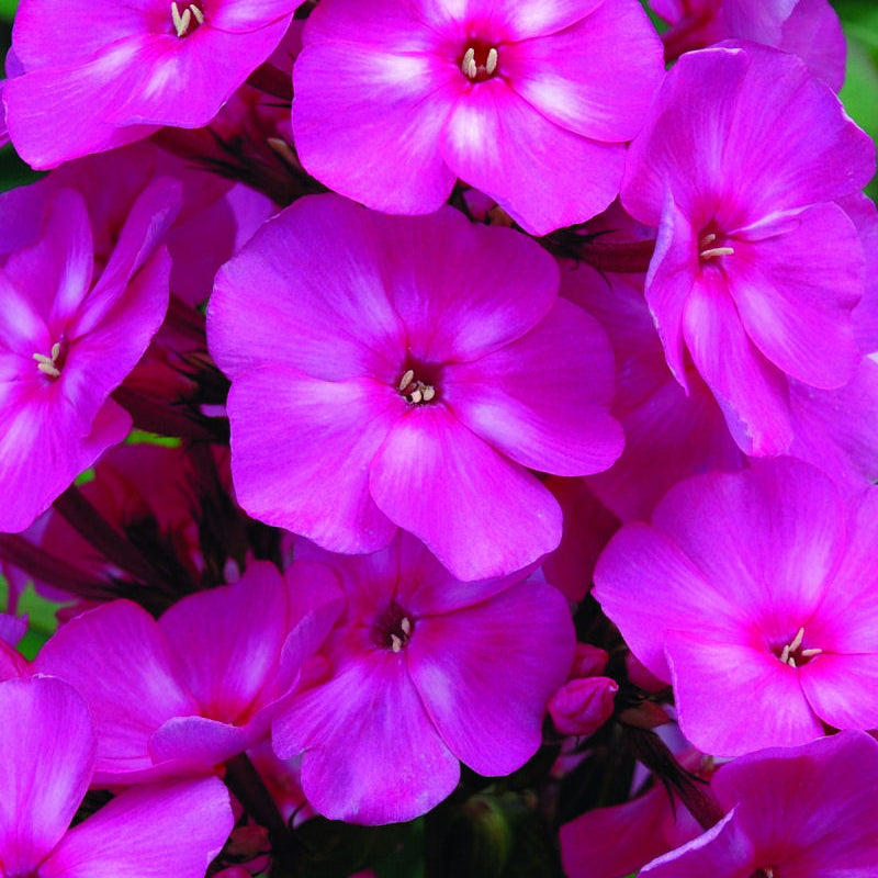 Bubblegum Pink™ Phlox (Phlox paniculata 'Ditomfra') - 1 gallon
