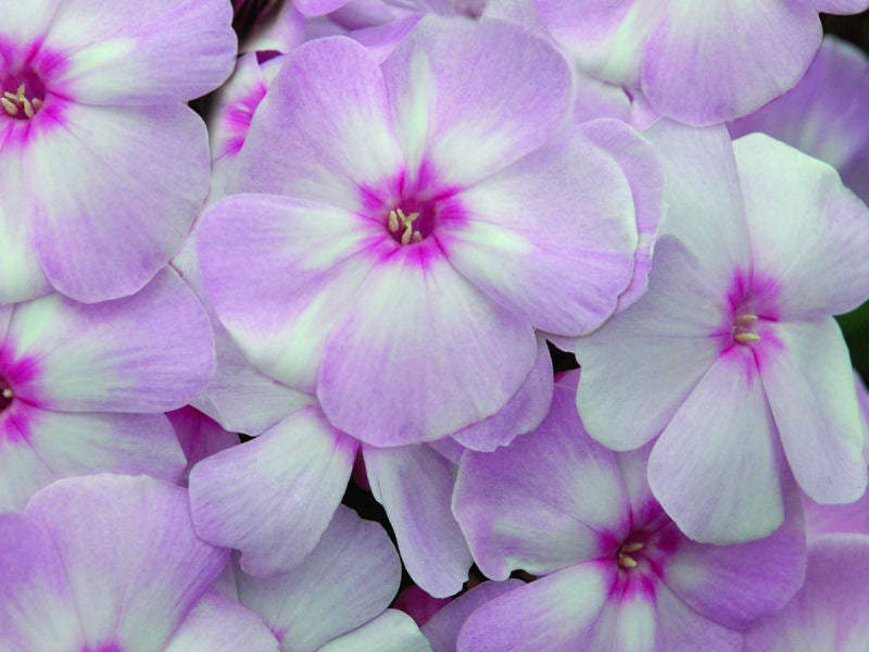 Cotton Candy™ Phlox (Phlox paniculata 'Ditomfav') - 1 gallon