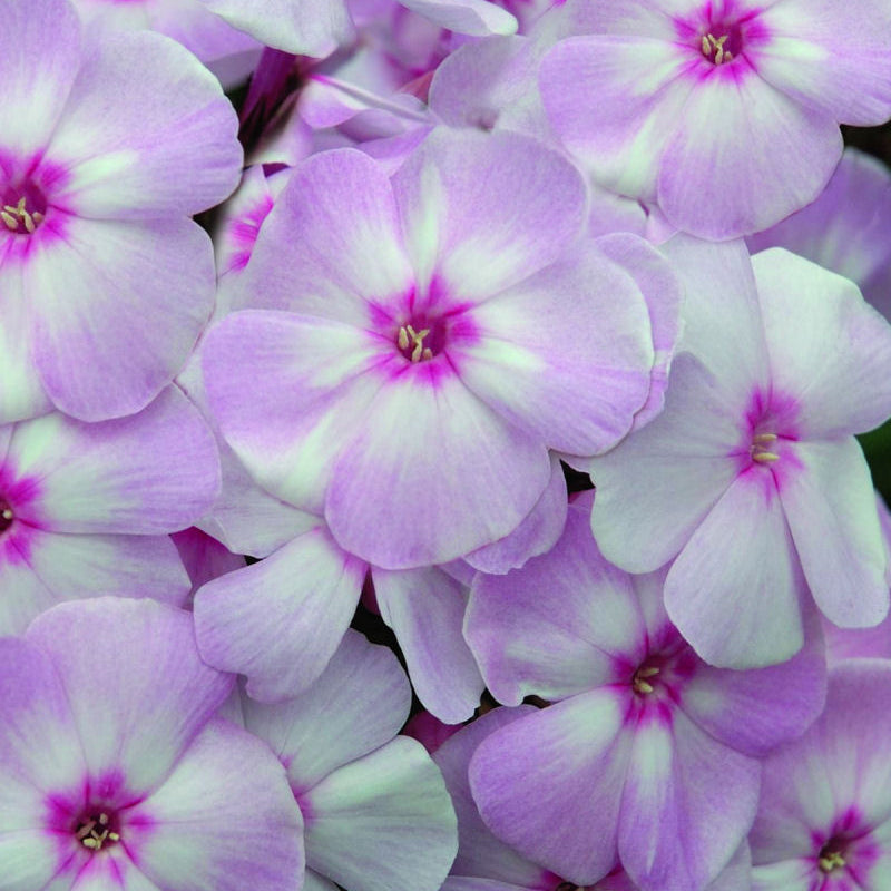 Cotton Candy™ Phlox (Phlox paniculata 'Ditomfav') - 1 gallon