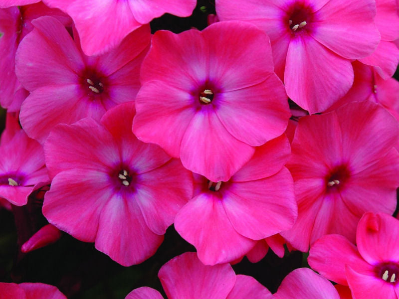Coral Crème Drop™ Phlox (Phlox paniculata 'Ditomdre') - 1 gallon
