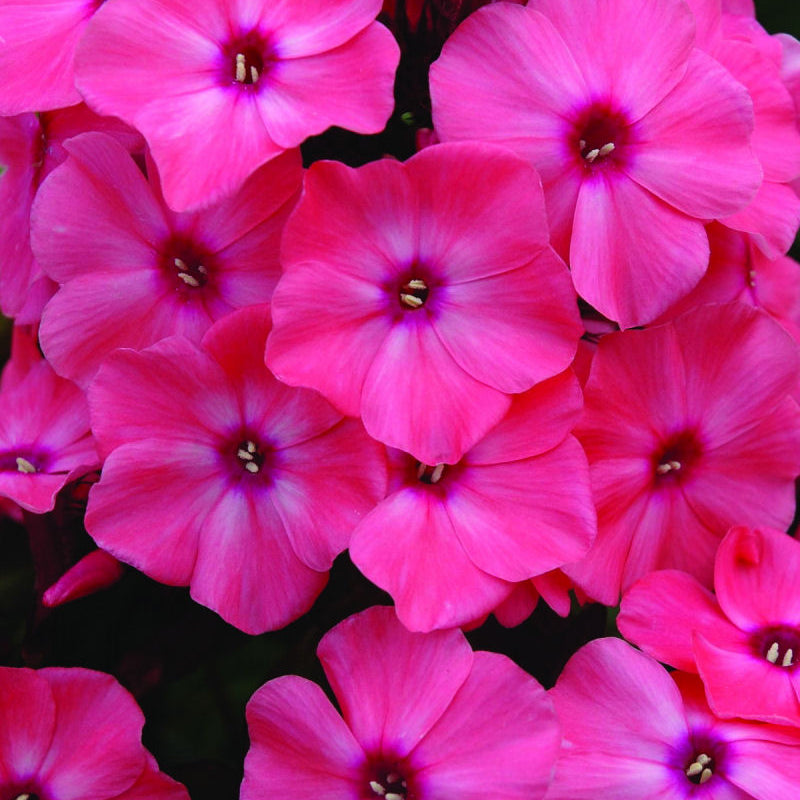 Coral Crème Drop™ Phlox (Phlox paniculata 'Ditomdre') - 1 gallon