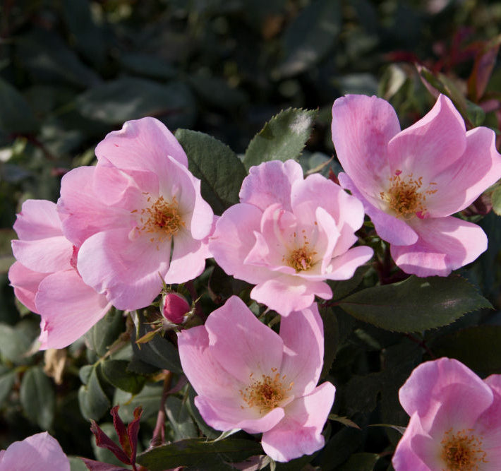 Blushing Knock Out® Rose (Rosa K.O 'Radyod') - QT