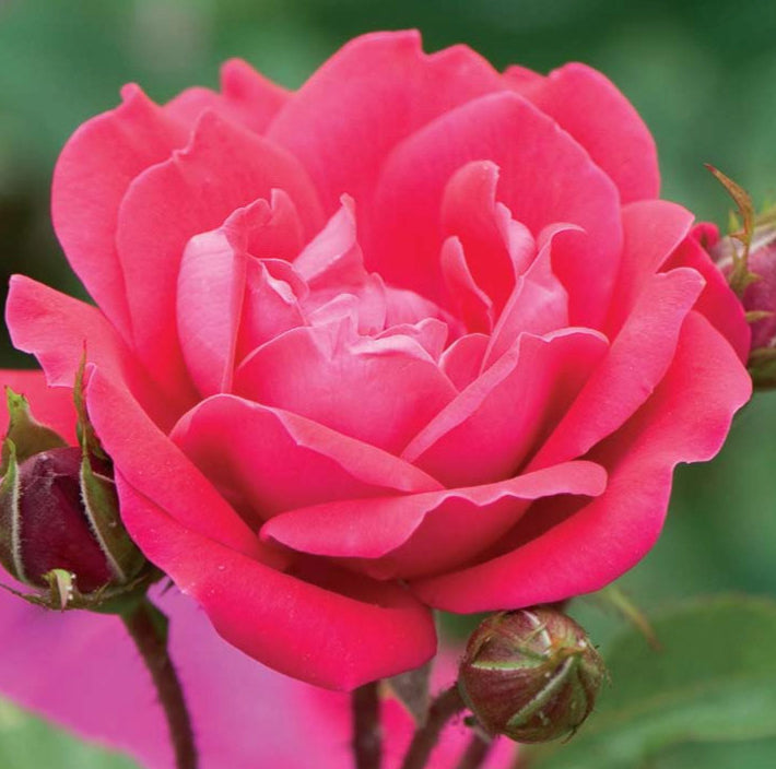 Double Red Knock Out® Rose (Rosa x Double Red Knock Out®) - QT