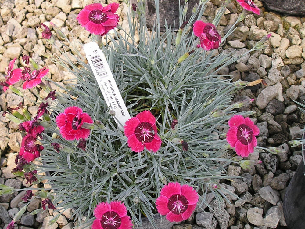 Eastern Star™ Pinks (Dianthus x 'Eastern Star') - 1 gallon