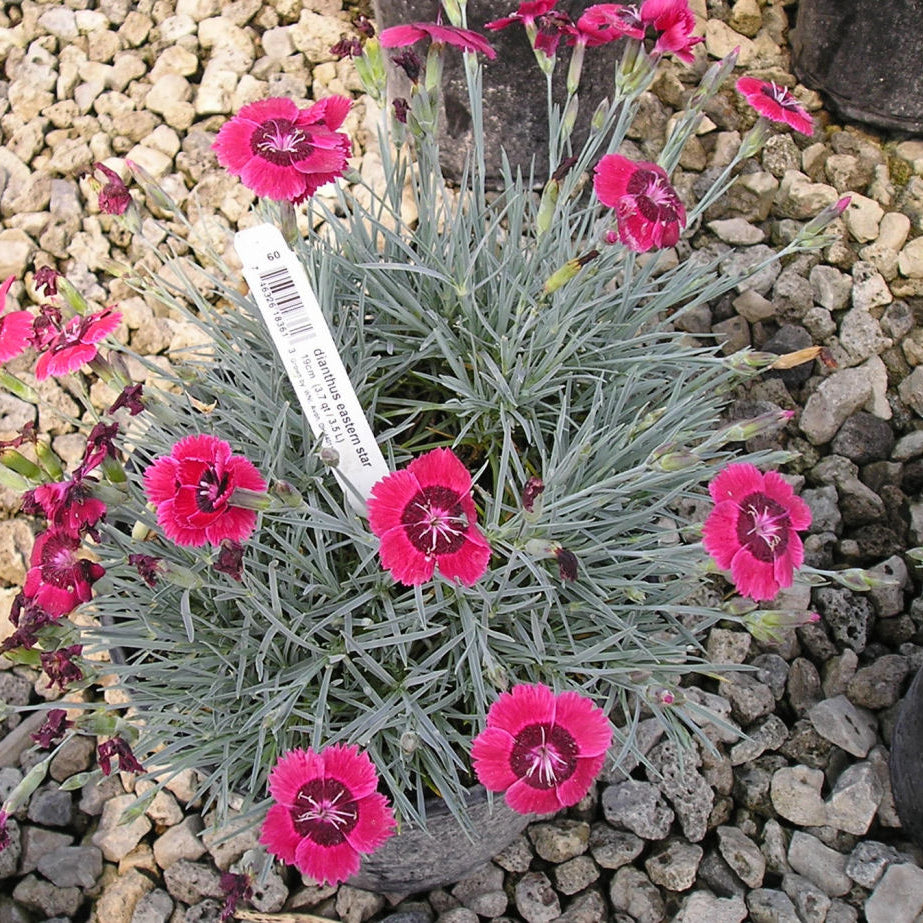 Eastern Star™ Pinks (Dianthus x 'Eastern Star') - 1 gallon