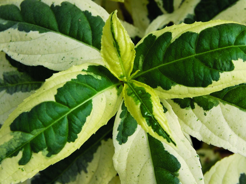 Cool Splash® Dwarf Bush Honeysuckle (Diervilla sessilifolia 'LDPC Podaras') - 3 gallon 12"