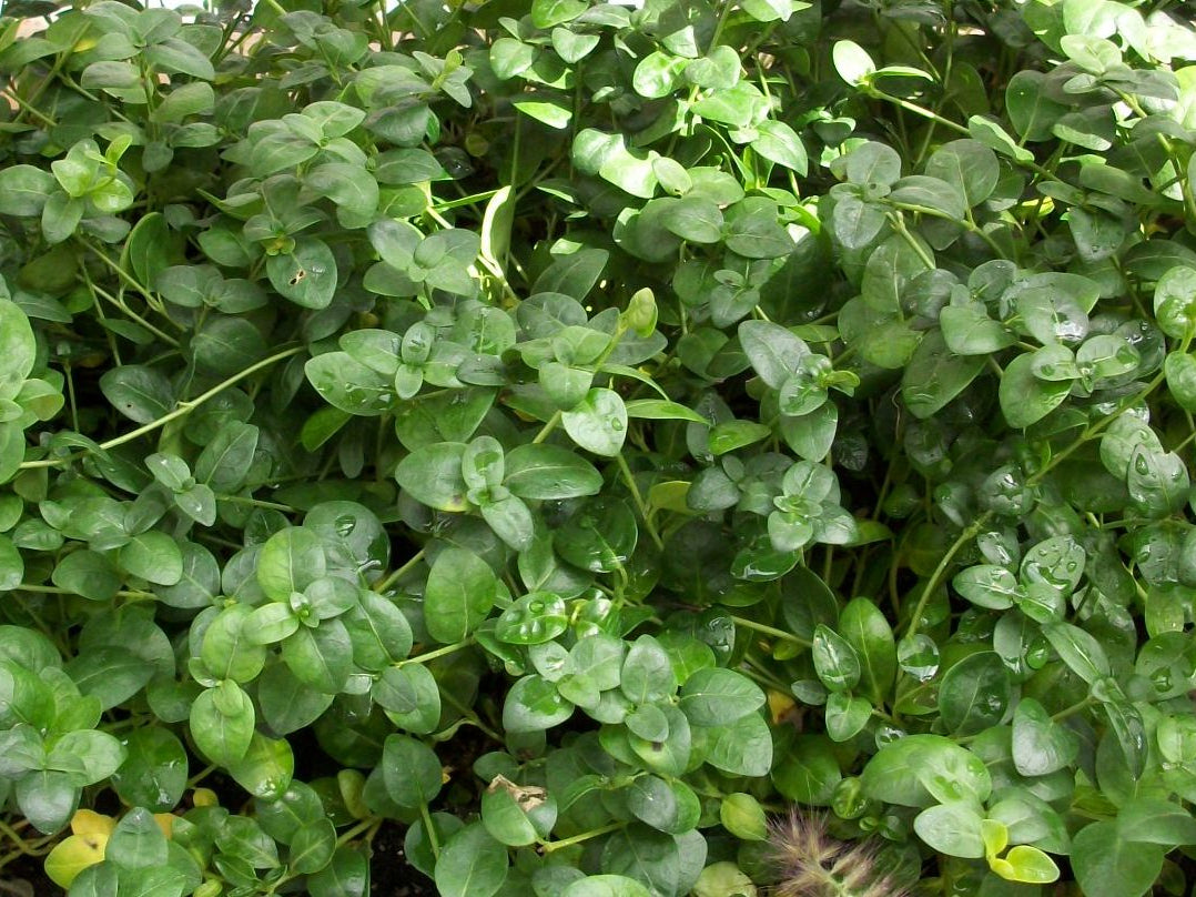 Bowles Dwarf Periwinkle (Vinca minor 'Bowles') - 1 gallon