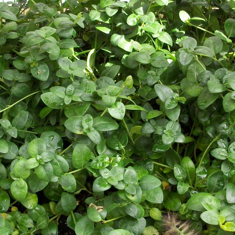 Bowles Dwarf Periwinkle (Vinca minor 'Bowles') - 1 gallon