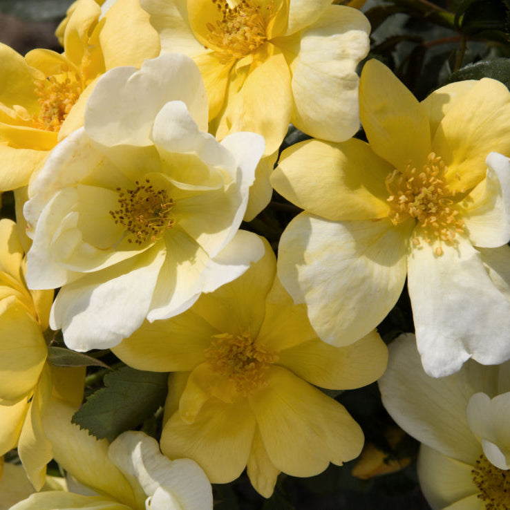 Sunny Knock Out® Rose (Rosa K.O 'Radsunny') - QT