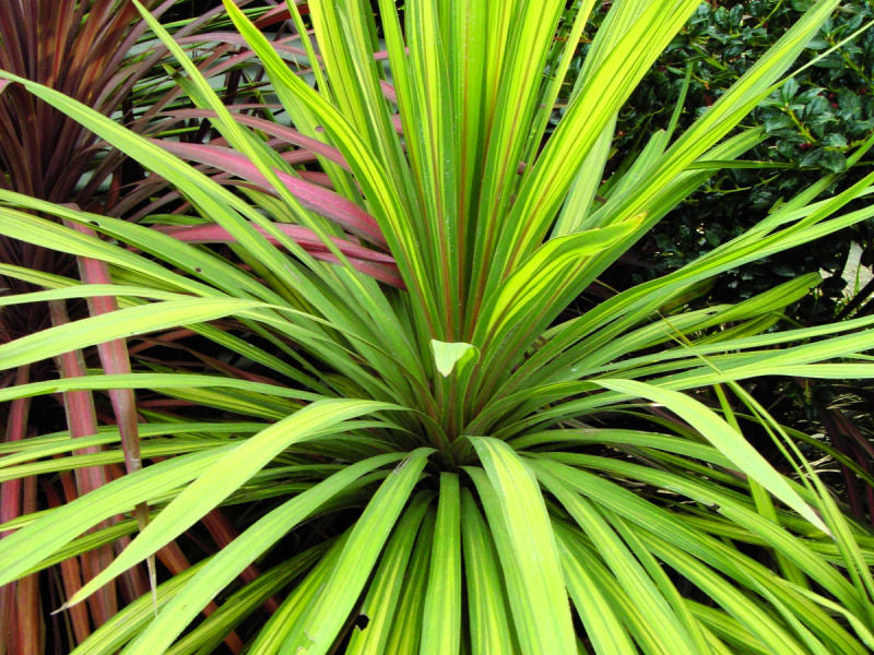 Torbay Dazzler Cordyline (Cordyline australis 'Torbay Dazzler') - 1 gallon