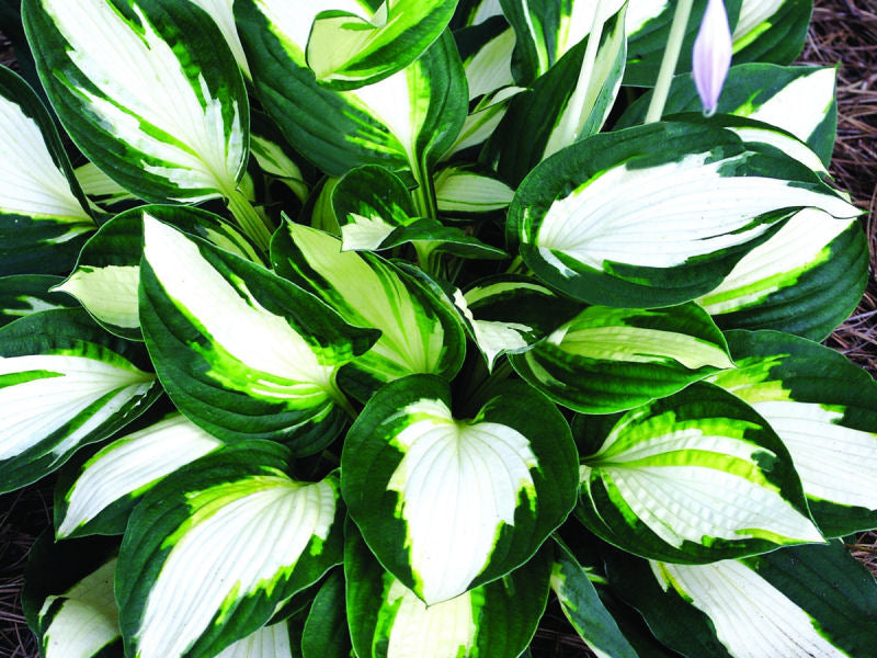 Vulcan Plantain Lily (Hosta vulcan 'Vulcan') - 1 gallon