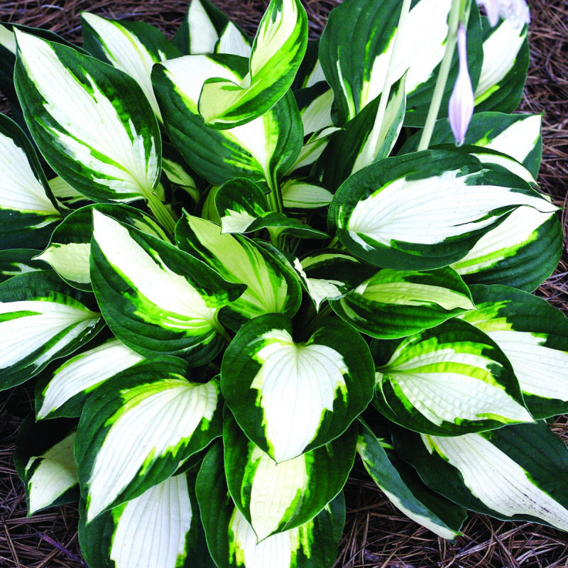Vulcan Plantain Lily (Hosta vulcan 'Vulcan') - 1 gallon