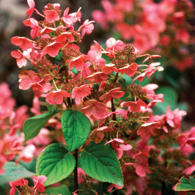 Quick Fire® Panicle Hydrangea (Hydrangea paniculata 'Bulk') - 3 gallon 12" HEAD