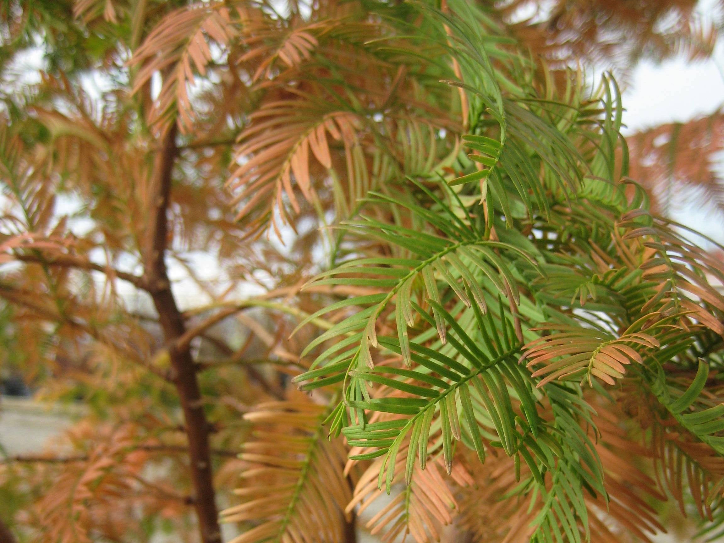 Dawn Redwood (Metasequoia glyptostroboides) - 3 gallon 48"
