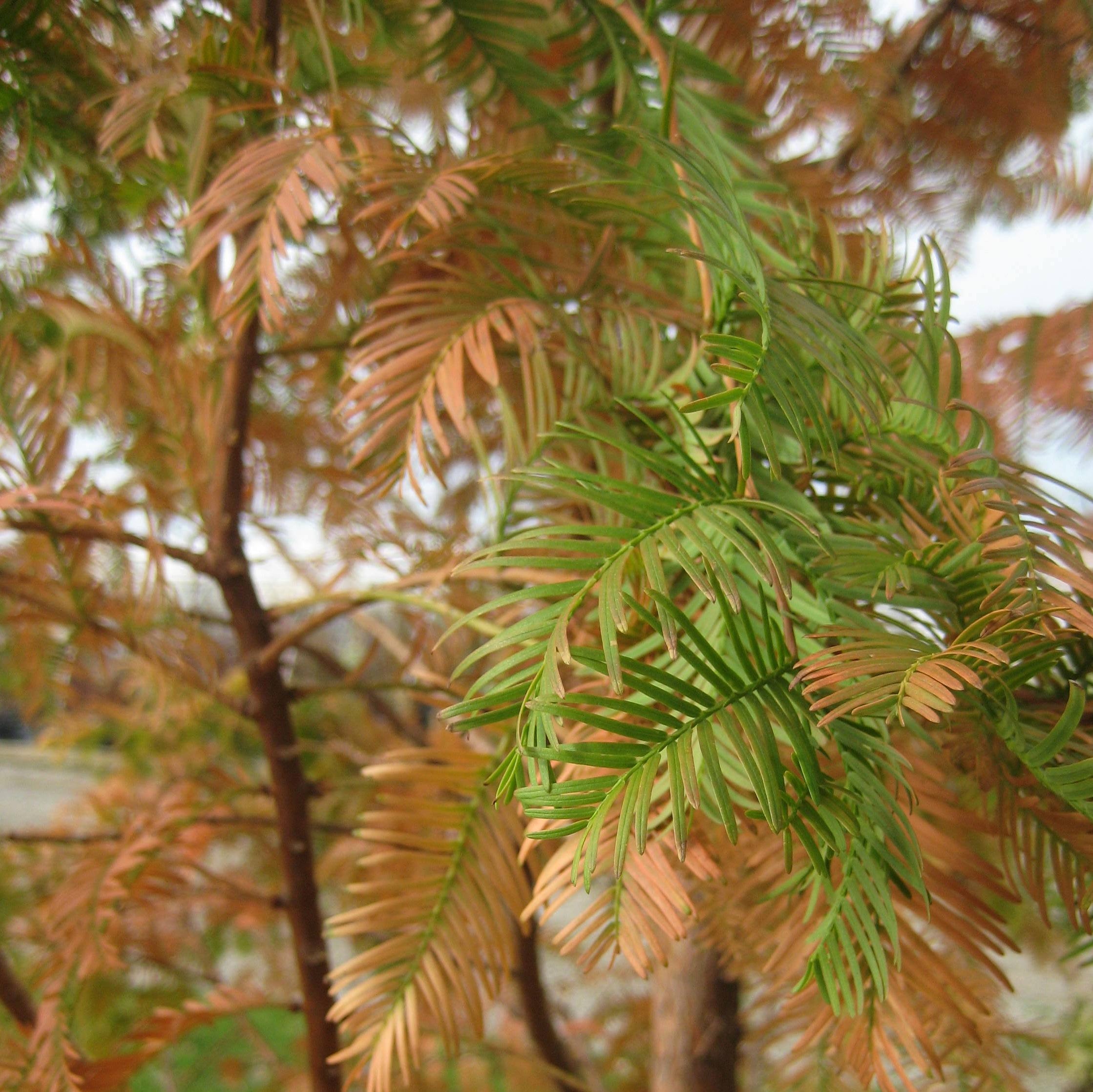 Dawn Redwood (Metasequoia glyptostroboides) - 3 gallon 48"