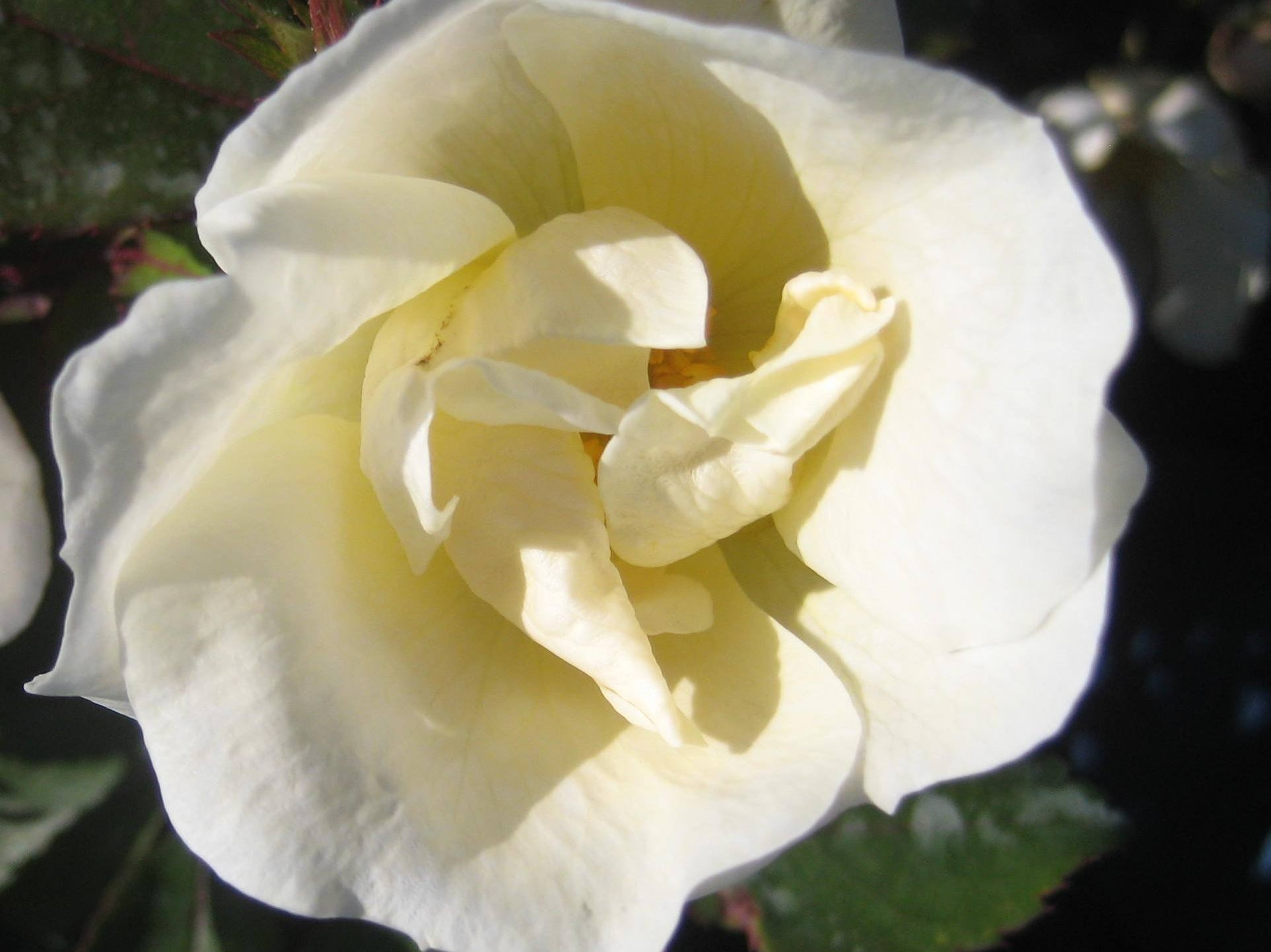 White Knock Out® Rose (Rosa K.O 'Radwhite') - 3 gallon