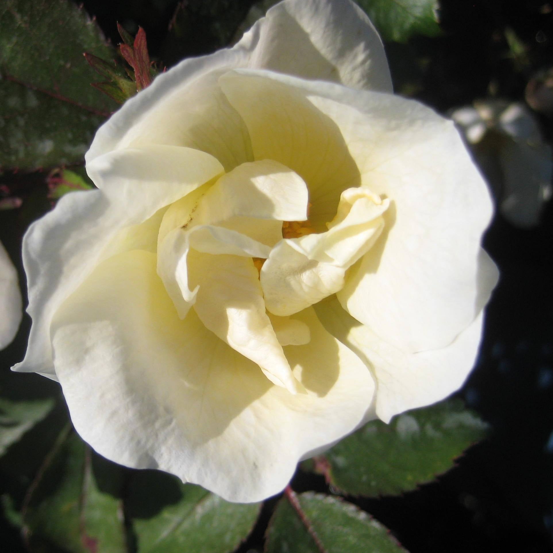 White Knock Out® Rose (Rosa K.O 'Radwhite') - 3 gallon