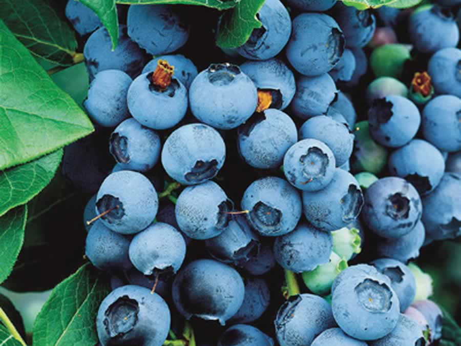 Bluecrop Highbush Blueberry (Vaccinium bluecrop 'Bluecrop') - 1 gallon 10"