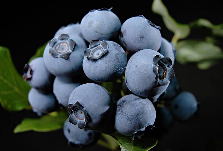 Northland Northern Highbush Blueberry (Vaccinium northland 'Northland') - 1 gallon