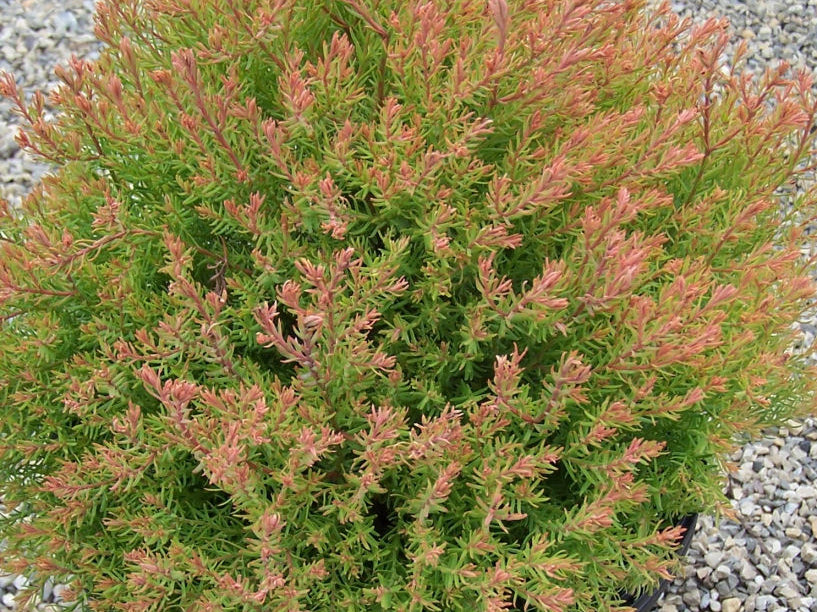 Fire Chief™ Arborvitae (Thuja occidentalis 'Congabe') - 3 gallon 12"