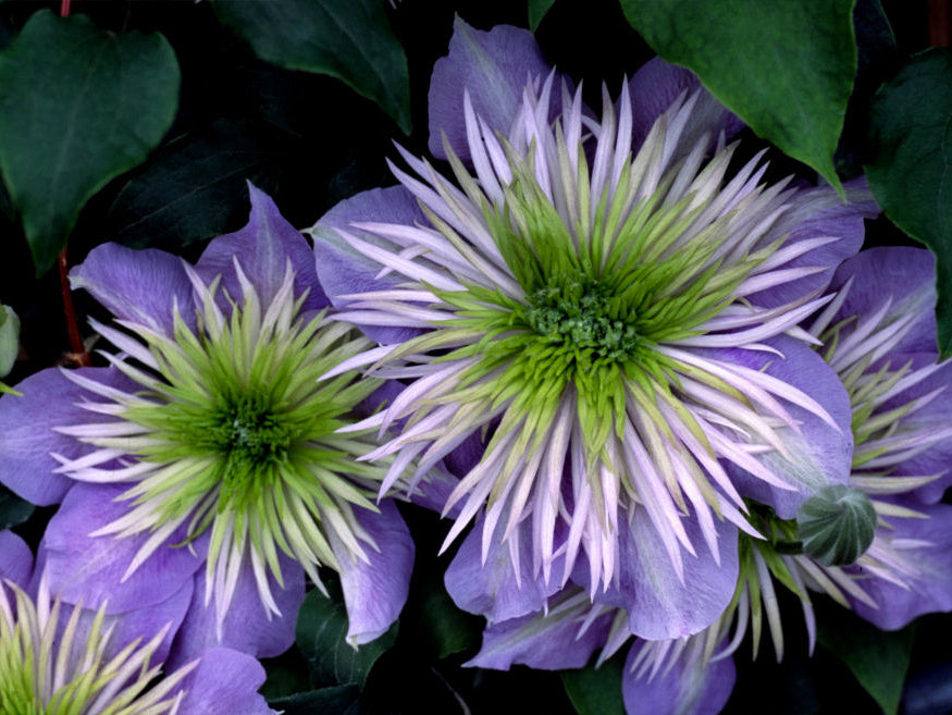 Crystal Fountain™ Clematis (Clematis crystal 'Crystal Fountain') - 1 gallon