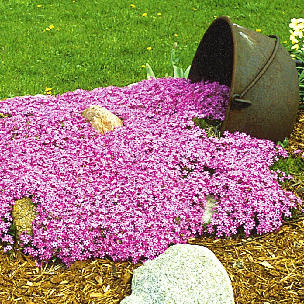 Emerald Pink Moss Phlox (Phlox subulata 'Emerald Pink') - 1 gallon