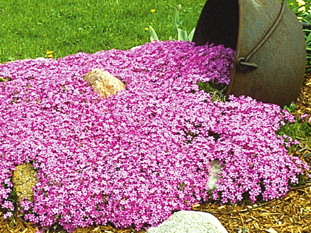 Emerald Pink Moss Phlox (Phlox subulata 'Emerald Pink') - 1 gallon