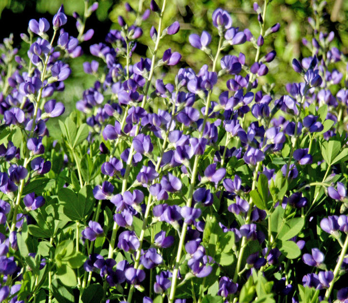 Blue False Indigo (Baptisia australis) - 1 gallon