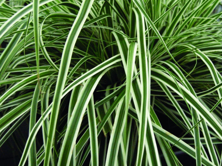 EverColor® Everest™ Sedge (Carex oshimensis 'Everest') - 1 gallon