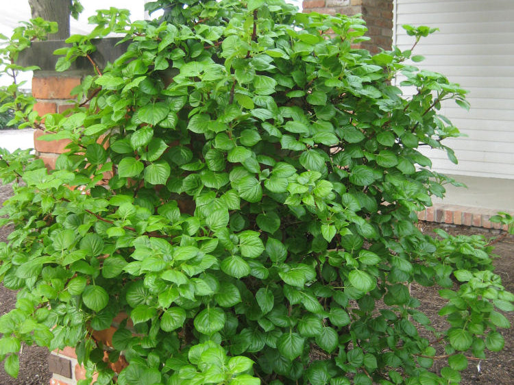 Climbing Hydrangea (Hydrangea 'Petiolaris') - QT