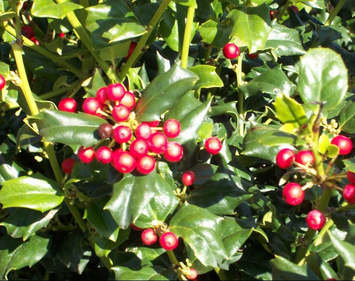 China Dynasty (China Boy/China Girl) Holly (Ilex x mes. 'China Dynasty') - 3 gallon 15"