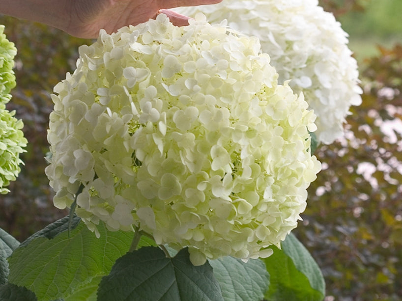 Incrediball® Smooth Hydrangea (Hydrangea arborescens 'Abetwo') - 1 gallon