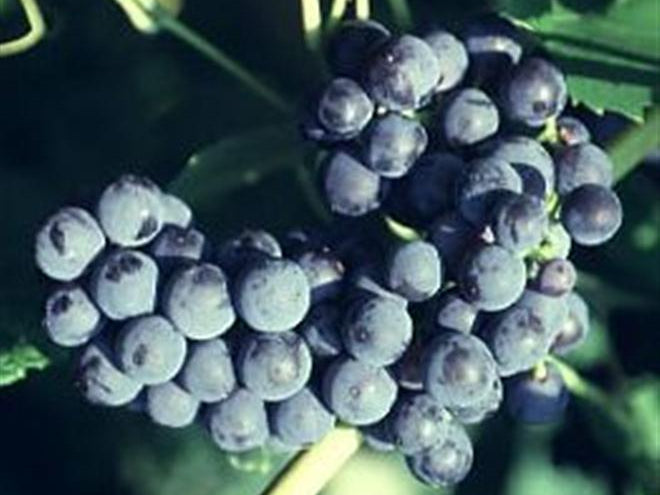 Mars Grape (Vitis mars 'Mars') - 1 gallon
