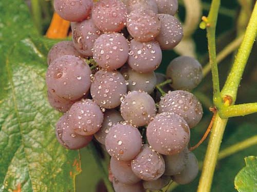 Canadice Grape (Vitis canadice 'Canadice') - 1 gallon