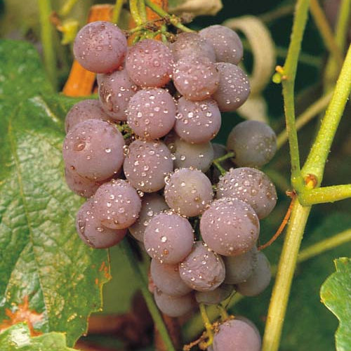 Canadice Grape (Vitis canadice 'Canadice') - 1 gallon