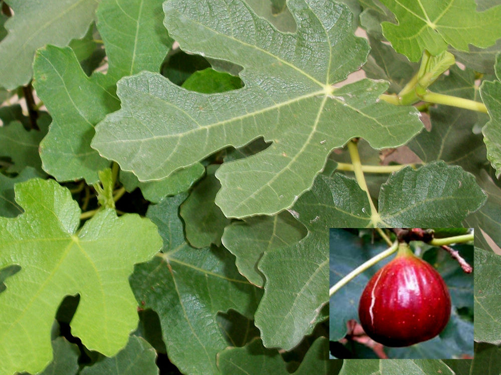 Brown Turkey Fig (Ficus brown 'Brown Turkey') - 3 gallon 12"