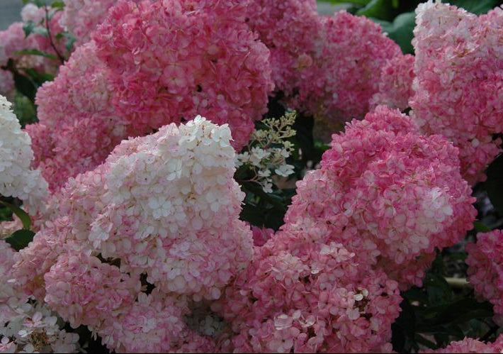 Vanilla Strawberry™ Hydrangea (Hydrangea paniculata 'Renhy') - 3 gallon