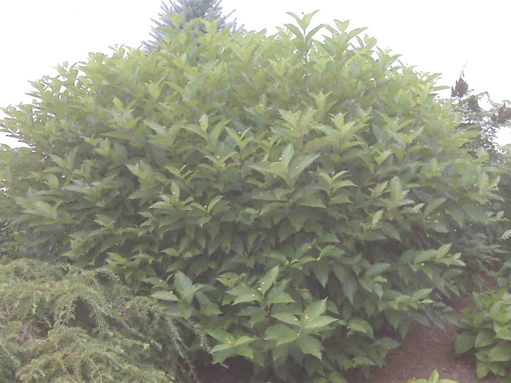 Button Bush (Cephalanthus occidentalis) - 2 gallon 12"