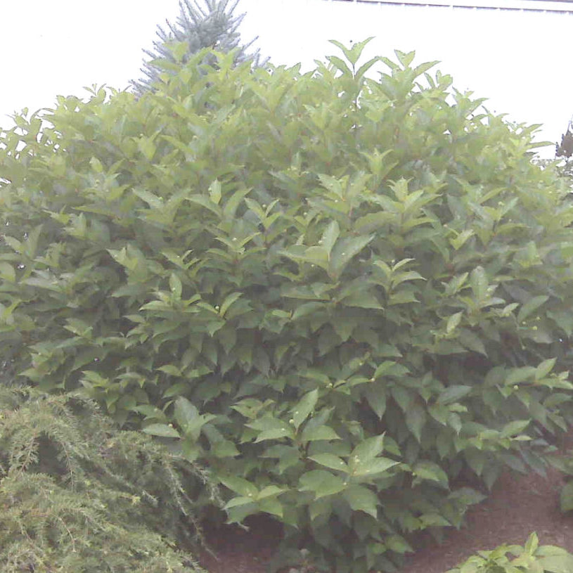 Button Bush (Cephalanthus occidentalis) - 2 gallon 12"