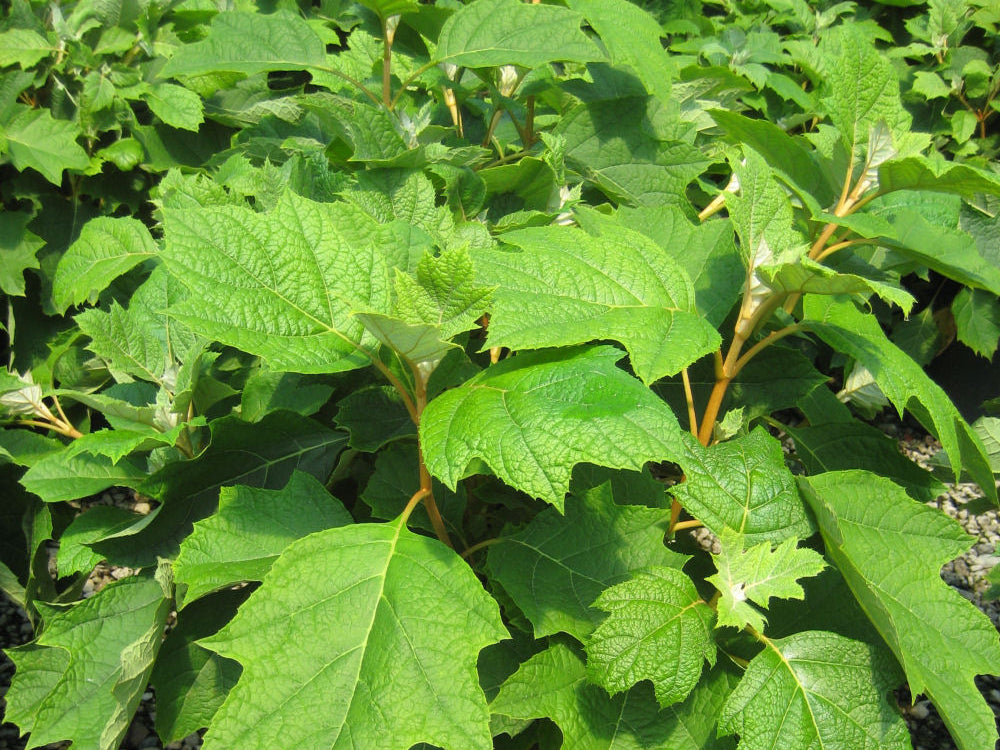 Pee Wee Oakleaf Hydrangea (Hydrangea quercifolia 'Pee Wee') - 2 gallon 10"