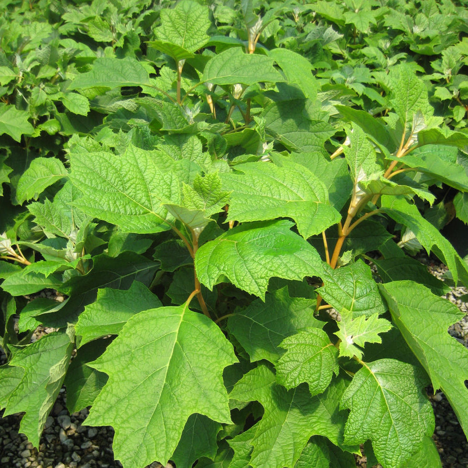 Pee Wee Oakleaf Hydrangea (Hydrangea quercifolia 'Pee Wee') - 2 gallon 10"